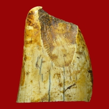 งากำจัด งากระเด็น เครื่องรางทนสิทธิ์มีฤทธิ์ในตัว 