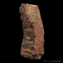 สุดยอดหายาก ขุนแผนพ่อท่านลี พิมพ์เล็กเนื้อช็อคโกแล็ต สภาพสวย