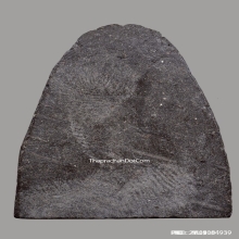 พระผงรูปเหมือนหลวงพ่อเงิน วัดบางคลาน ปี2515