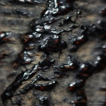 ตะกรุดหนังเสือหลวงปู่บุญ