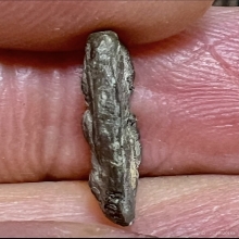 พระพิจิตรเม็ดข้าวเม่า นิยมแขนกลม กรุวัดมหาธาตุ แท้ดูง่ายสุดๆ