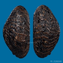 ๙ เบี้ยแก้หลวงปู่บุญ วัดกลางบางแก้ว ๙