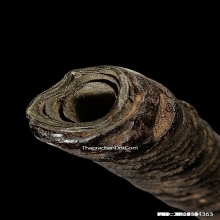 ตะกรุดหลวงพ่อปาน วัดคลองด่าน จ.สมุทรปราการ ยุคต้น