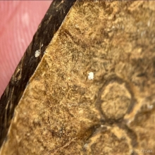 แผ่นกะลาตาเดียวแกะ มีจารเก่าธรรมชาติ