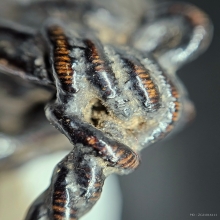 แหวนพิรอด หลวงปู่ยิ้ม วัดหนองบัว (หมวกเจ็กเก้ายอด)