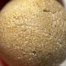 ลูกอม เนื้อผงธูปกรรมฐาน พ่อท่านคลิ้ง วัดถลุงทอง