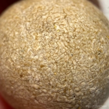 ลูกอม เนื้อผงธูปกรรมฐาน พ่อท่านคลิ้ง วัดถลุงทอง