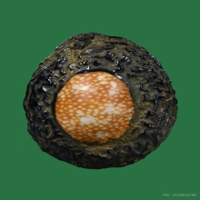 เบี้ยแก้ ล.พ.ภักตร์ วัดโบสถ์ จ.อ่างทอง