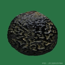 เบี้ยแก้ ล.พ.ภักตร์ วัดโบสถ์ จ.อ่างทอง