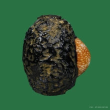 เบี้ยแก้ ล.พ.ภักตร์ วัดโบสถ์ จ.อ่างทอง