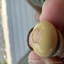 น้ำเต้าดูดทรัพย์ วัดปากน้ำ รุ่นแรก สวยมาก เชือกเดิม