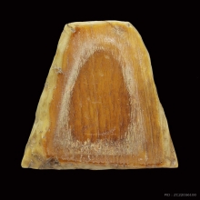 นางกวักเก่า