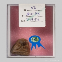 พระปิดตา หลวงพ่อปาน วัดเครือวัลย์