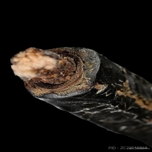 ตะกรุดหลวงพ่อกลั่น วัดพระญาติ จ.อยุธยา