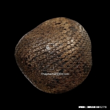 เบี้ยแก้ หลวงปู่รอด วัดนายโรง