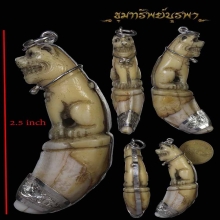 เขี้ยวเสือเลี่ยมเงิน อย่างสวย ขนาด 2.5 นิ้ว