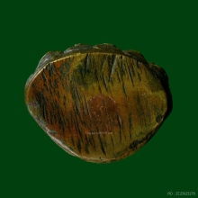 พระกริ่งมหาสิทธิโชค พิมพ์หน้าใหญ่ วัดประสาทฯ ปี2506