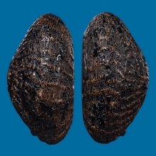 ๙ “ที่ 2 งานสมาคม” เบี้ยแก้หลวงปู่บุญ วัดกลางบางแก้ว ๙