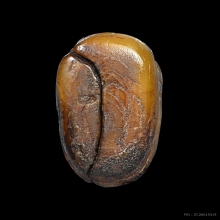 เสือหลวงพ่อปาน หุบปาก 