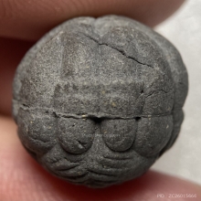 ลูกอมราหูมหาอุตม์ ครูบาผัด วัดศรีดอนมูล (รุ่นแรก)