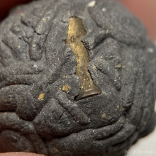 ลูกอมราหูมหาอุตม์ ครูบาผัด วัดศรีดอนมูล (รุ่นแรก)