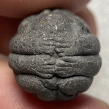 ลูกอมราหูมหาอุตม์ ครูบาผัด วัดศรีดอนมูล (รุ่นแรก)