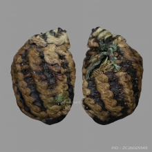 ลูกอมหนังหน้าผากเสืออาจารย์แน่น วัดหนองขาว