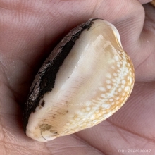 เบี้ยแก้ปิดฟอยล์อลูมีเนียม หลวงพ่อซำ อ่างทอง 2485