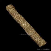 ตะกรุดหนังปลากระเบน หลวงพ่อน้อย วัดคงคาราม จ. พิจิตร