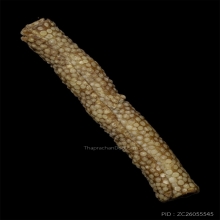 ตะกรุดหนังปลากระเบน หลวงพ่อน้อย วัดคงคาราม จ. พิจิตร