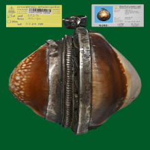 เบี้ยแก้ทวิภาคีเมืองอ่างทอง หลวงพ่อคำ หลวงพ่อนุ่ม