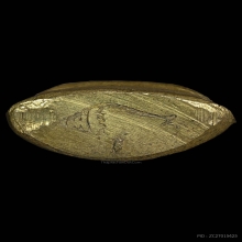 พระสังกัจจายน์ วัดสังข์กระจาย ก้นหอยสังข์ ปี2512