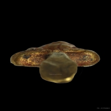 พระยอดธง เนื้อทองคำ