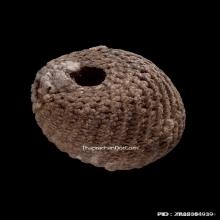 ลูกกระดอนสะท้อน หลวงพ่อรุ่ง วัดท่ากระบือ จ.สมุทรสาคร 