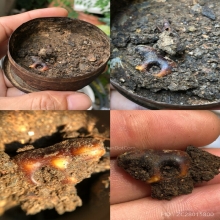 เสือหลวงพ่อปาน ศิลปะวัดกลาง (ขนาดสาริกา) ตลับสีผึ้ง