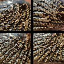 >>>..,เบี้ยแก้ หลวงปู่เพิ่ม วัดกลางบางแก้ว ห่วงโทเร ดูง่าย