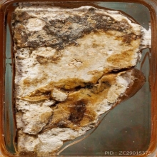 ส่วนพระสมเด็จ วัดบางขุนพรหม ติดองค์พระ ใช่พุทธคุฌ