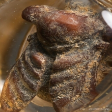 “แมลงภู่ร้อยปีจิ๋วที่สุดที่เคยเห็นมา!!!”(ติดรางวัลที่3)