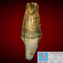 เสือหลวงพ่อนก วัดสังกะสี พร้อมบัตรรับรอง สมาคมพระเครื่องบูชา