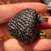 เบี้ยหลวงปู่เจือ วัดกลางบางแก้ว จ.นครปฐม พร้อมบัตรสมาคม