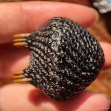 เบี้ยหลวงปู่เจือ วัดกลางบางแก้ว จ.นครปฐม พร้อมบัตรสมาคม