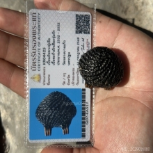 เบี้ยหลวงปู่เจือ วัดกลางบางแก้ว จ.นครปฐม พร้อมบัตรสมาคม