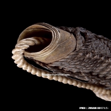 ตะกรุดแม่ทัพหลวงพ่อกวย วัดโฆษิตาราม