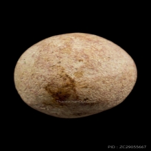 ลูกอมมหากัณฑ์หลวงพ่อคงวัดบางกะพ้อม โซนชมพู สภาพสวย