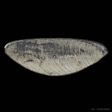 รูปเหมือนปั๊ม ลพ.จรัญ ฐิตธัมโม วัดอัมพวัน ปี2554 จ.สิงห์บุรี