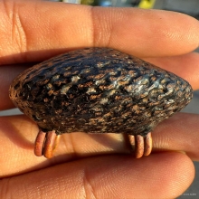 เบี้ยแก้หลวงปู่เพิ่ม วัดกลางบางแก้ว จ.นครปฐม