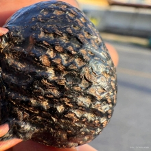 เบี้ยแก้หลวงปู่เพิ่ม วัดกลางบางแก้ว จ.นครปฐม