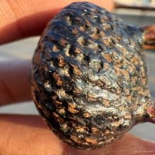 เบี้ยแก้หลวงปู่เพิ่ม วัดกลางบางแก้ว จ.นครปฐม