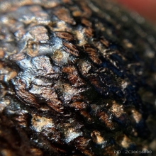 เบี้ยแก้หลวงปู่เพิ่ม วัดกลางบางแก้ว จ.นครปฐม