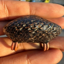 เบี้ยแก้หลวงปู่เพิ่ม วัดกลางบางแก้ว จ.นครปฐม